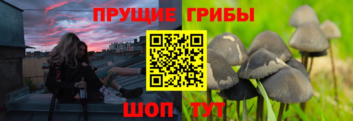 Псилоцибиновые грибы Cubensis  Липецк 